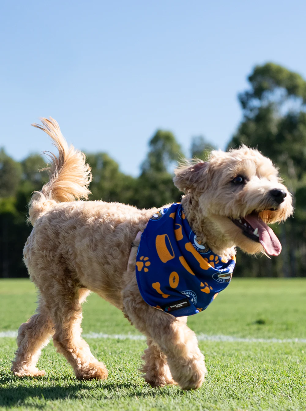 Parramatta Eels NRL Pet Bandana