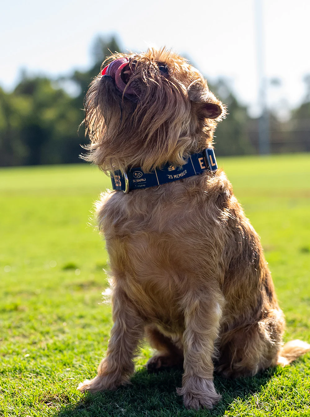 Pet Membership