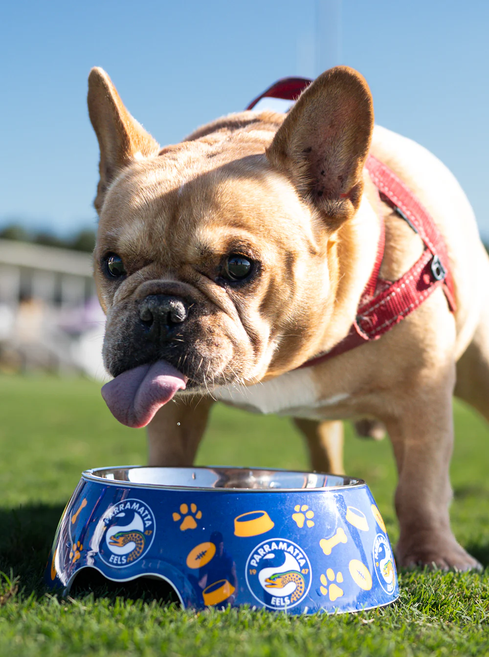 Parramatta Eels NRL Pet Bowl